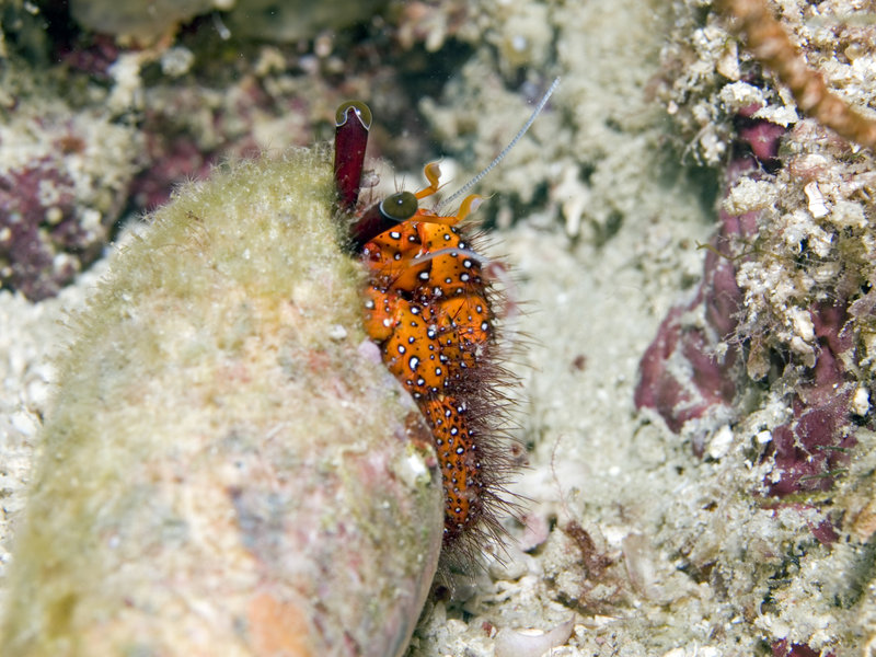 Hermit crab, Mabul